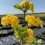 Rododendron YELLOW POM POM